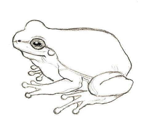 frog pencil drawing|cute frog drawings pencil.